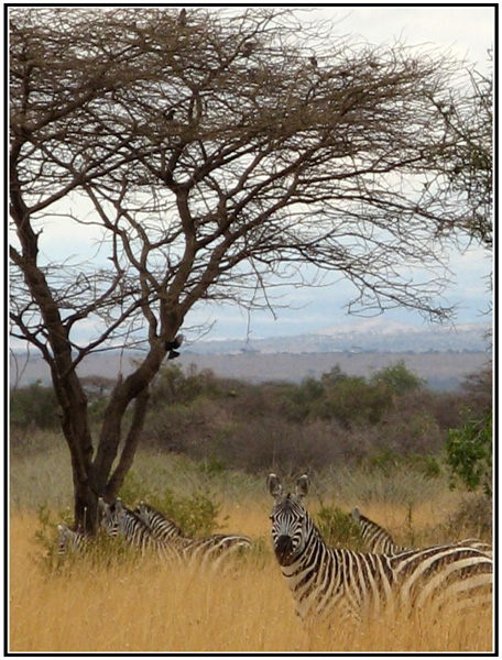 zebre tanzanie