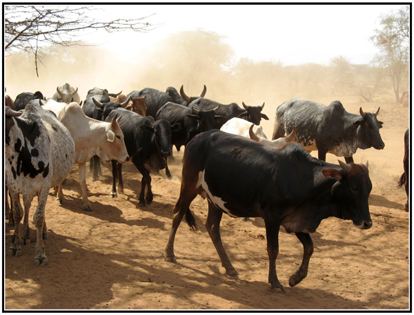betail masai