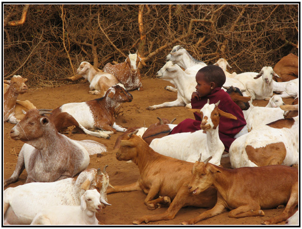 chevre masai