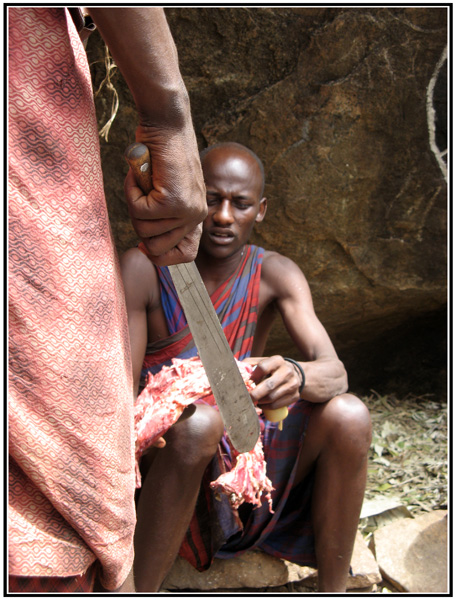 vache masai