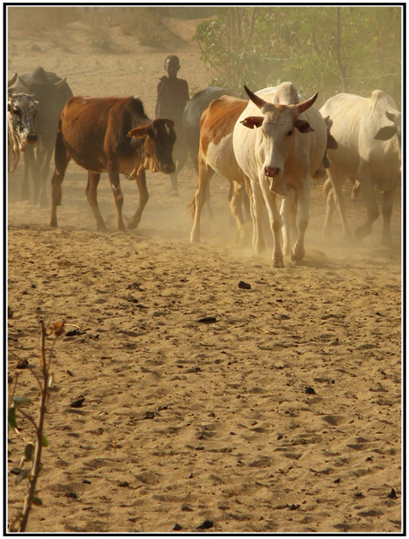 troupeau masai