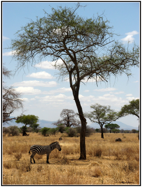 zebre tanzanie