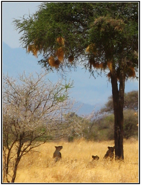 lionne tanzanie