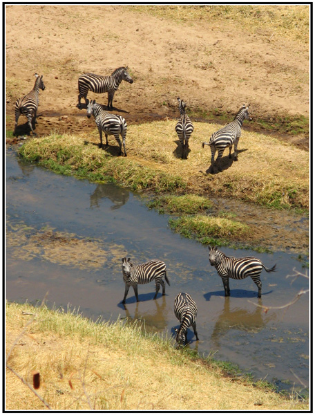 zebre troupeau tanzanie
