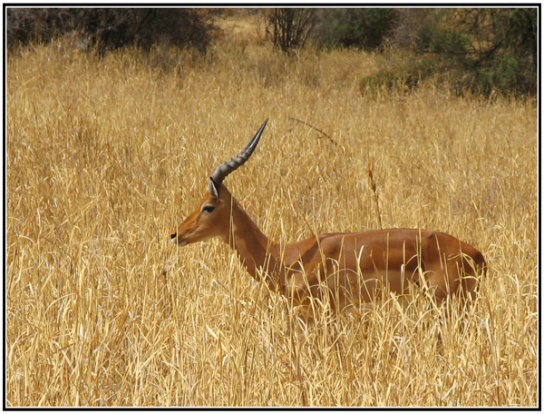 antilope