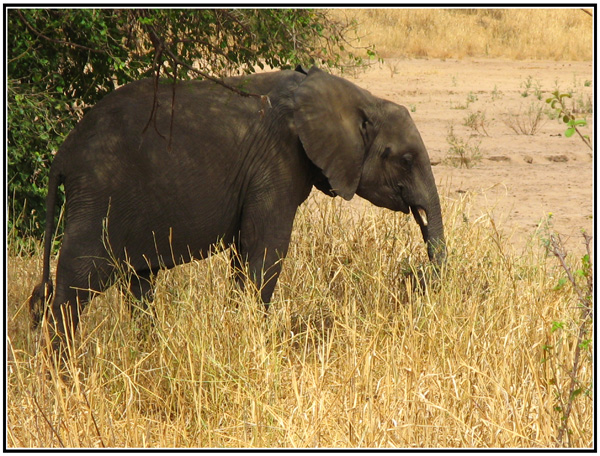 elephant tanzanie