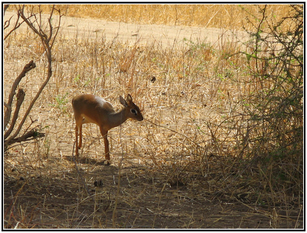 dik-dik tanzanie