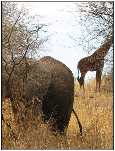 elephant girafe tanzanie
