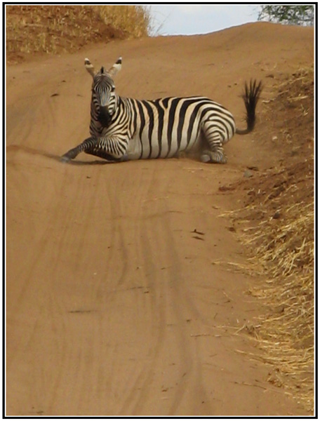 zebre avachi