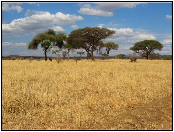 parc tarangire