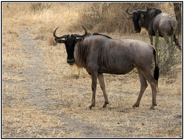 gnous tanzanie
