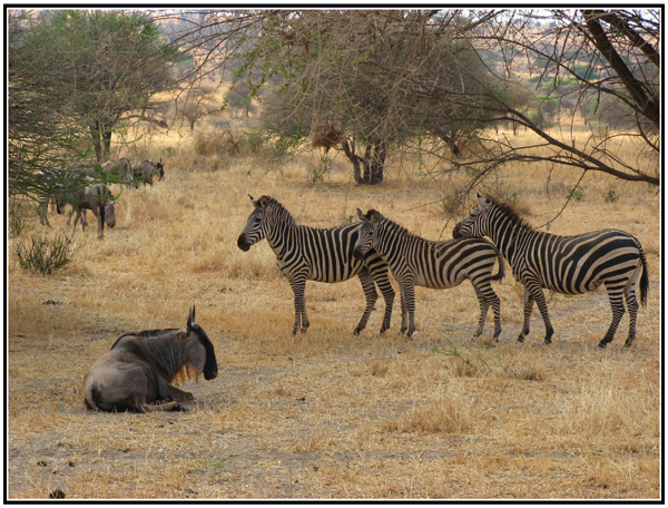 gnous tanzanie