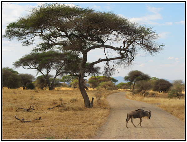 gnou tanzanie