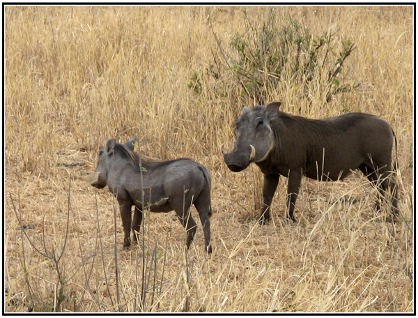 phacochere tanzanie