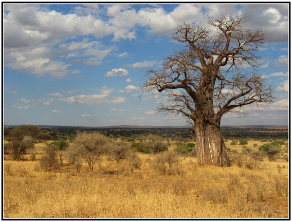 baobab