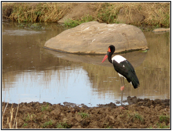 jabiru