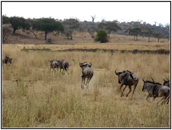 gnou fuite tanzanie
