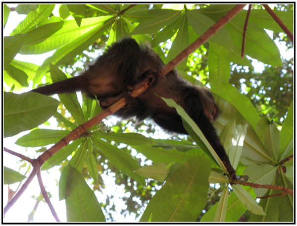 singe tanzanie
