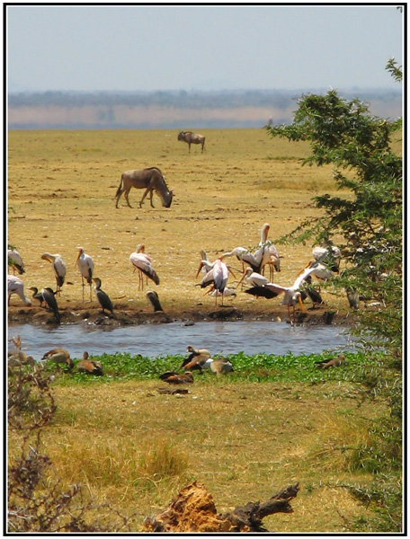 oiseau tanzanie
