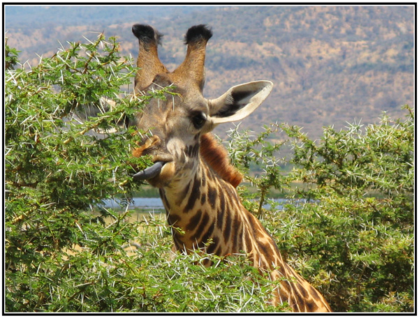 girafe tanzanie