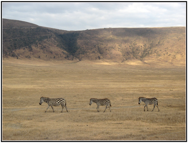 zebre ngorongoro