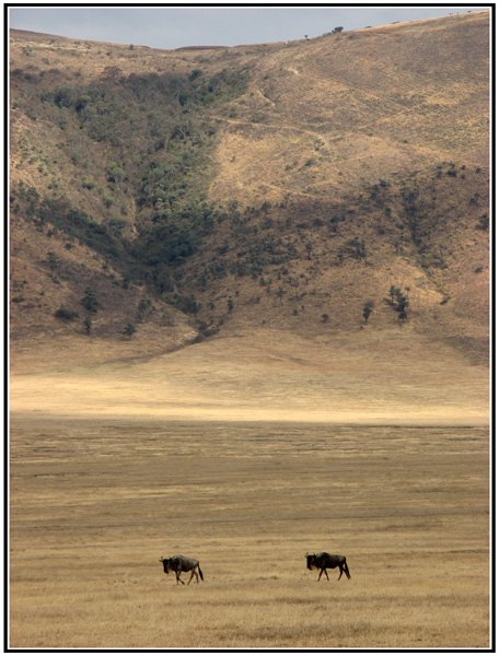 zebre tanzanie