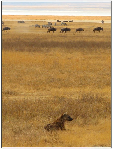 hyene tanzanie