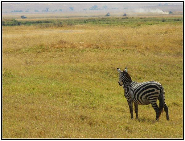 zebre tanzanie