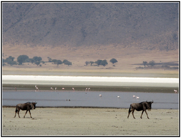 gnous tanzanie