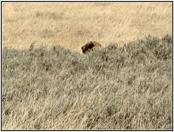 lion tanzanie