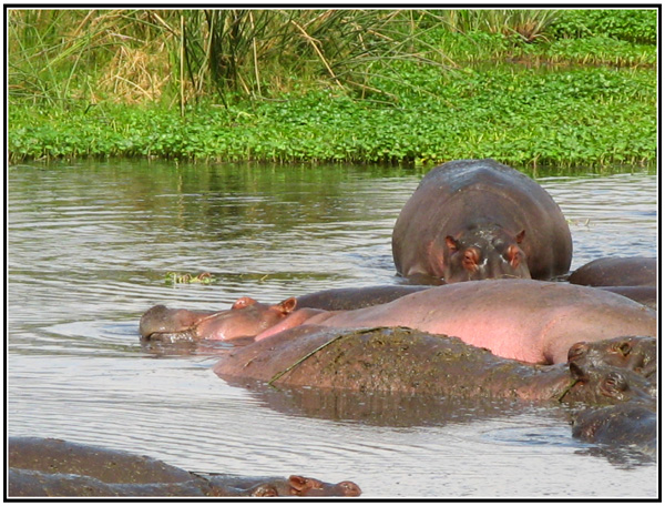 hippopotame