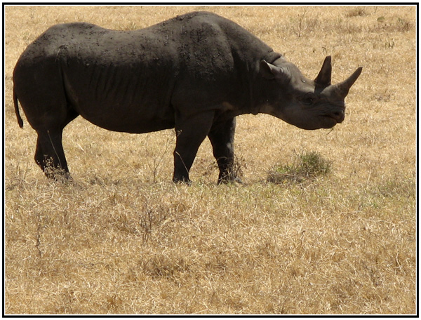 rhinoceros tanzanie