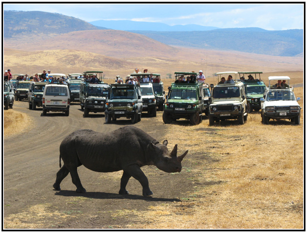 rhinoceros ngorongoro