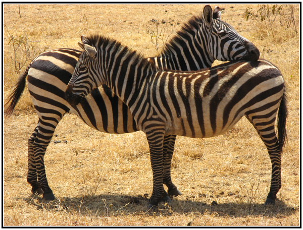 zebre burchell