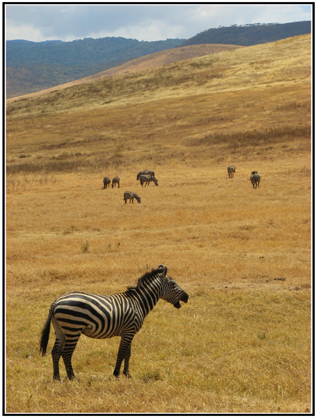 henissemment zebre