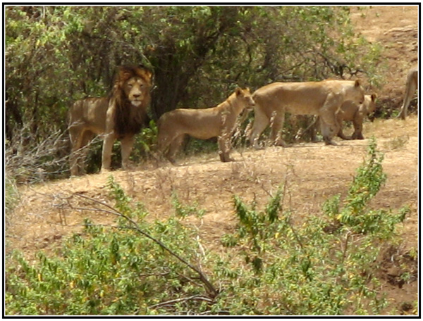 lion tanzanie