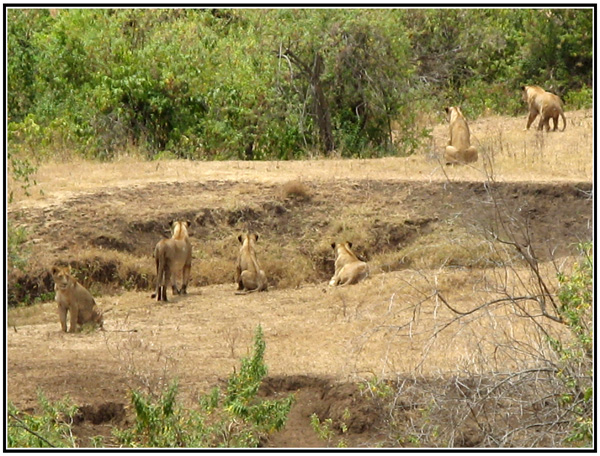 lionne tanzanie