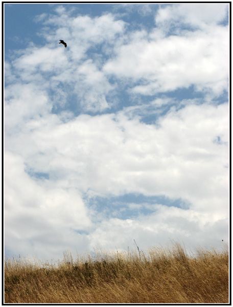 oiseau tanzanie